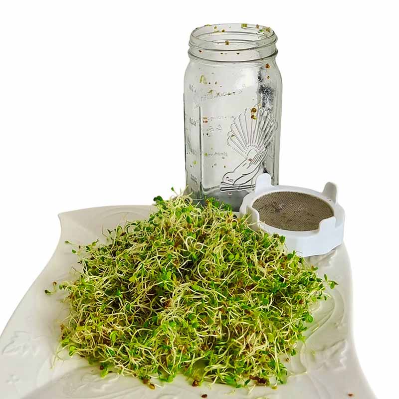 Sprouting Jar Kit 1 Ltr