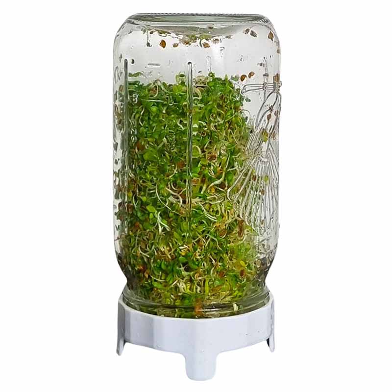 Sprouting Seeds - Broccoli 100grm