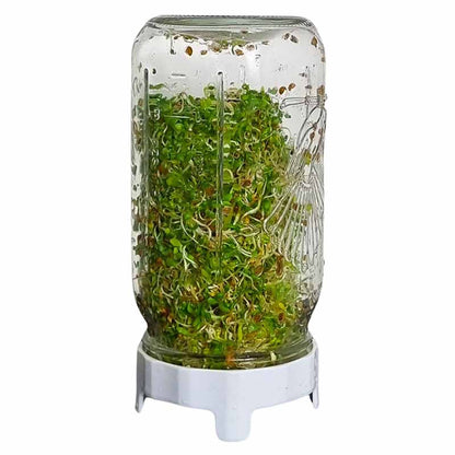 Sprouting Seeds - Broccoli 100grm